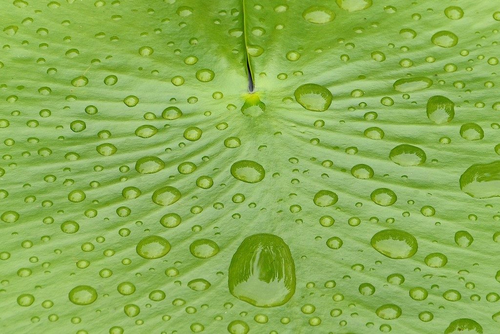 gouttes d’eau sur feuille de nénuphar