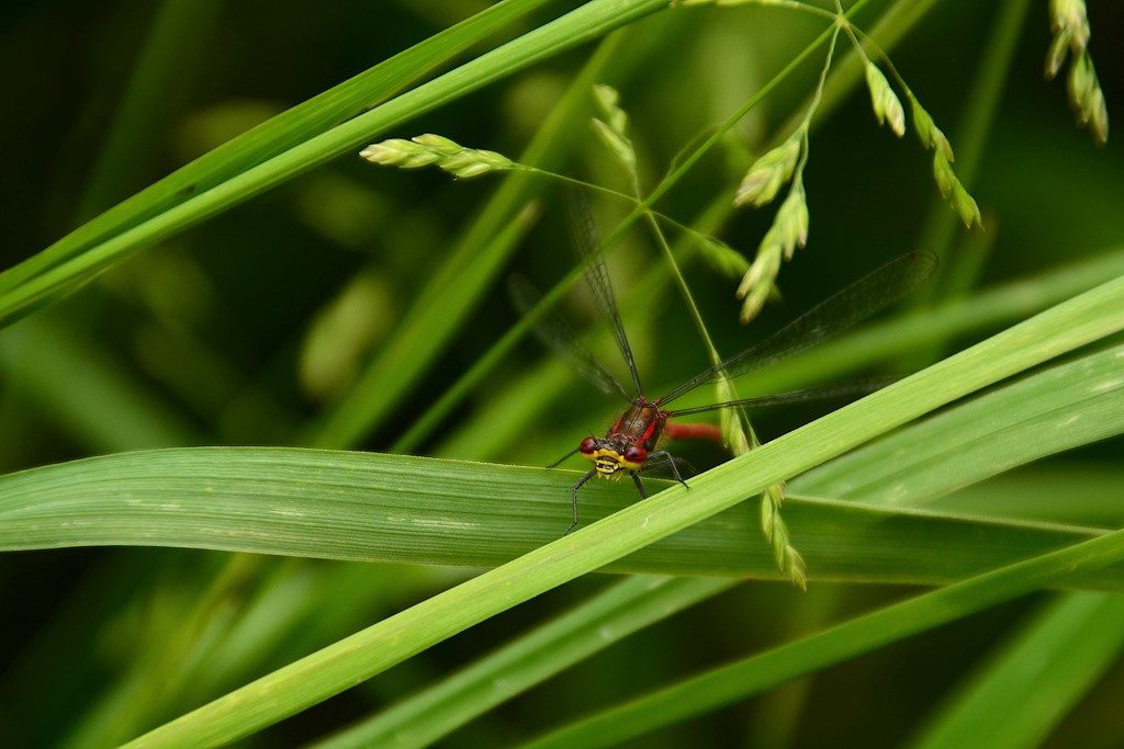 une p’tite rouge !!