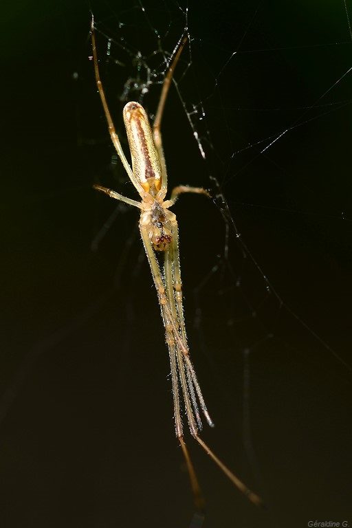 peut être une tetragnathe