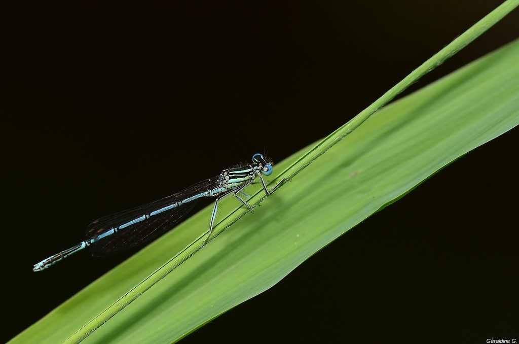 agrion