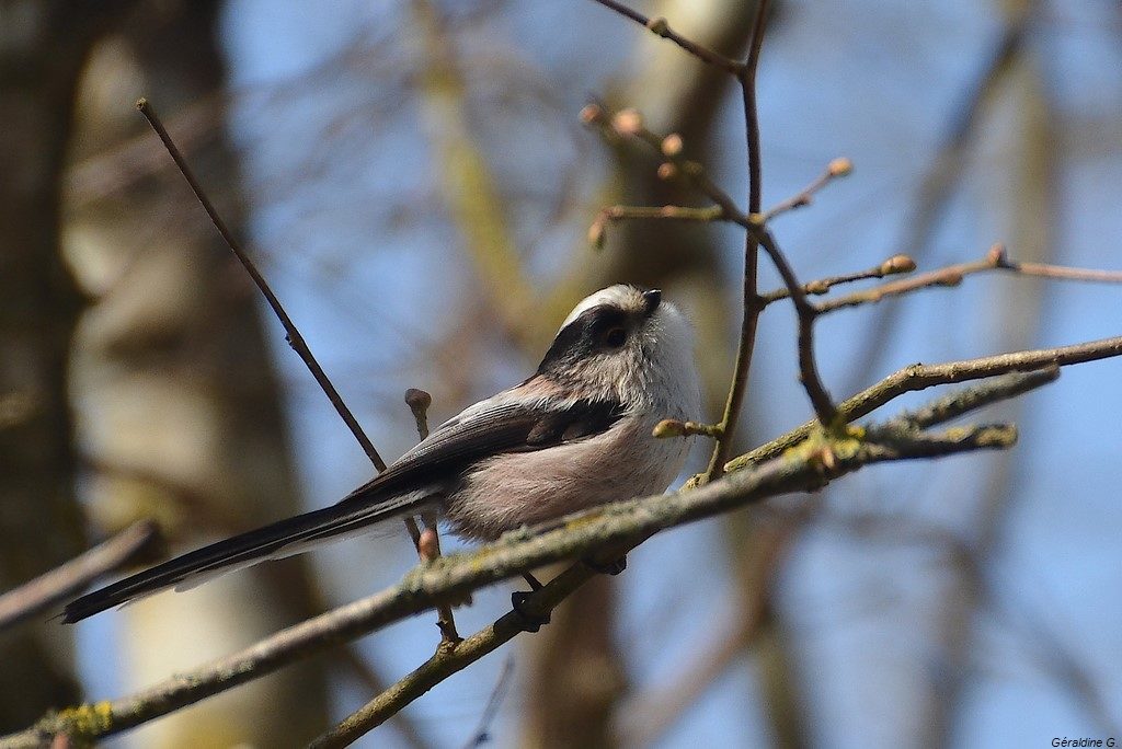 mésange à longue queue