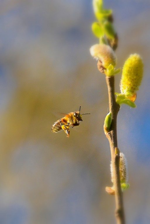 abeille en plein vol