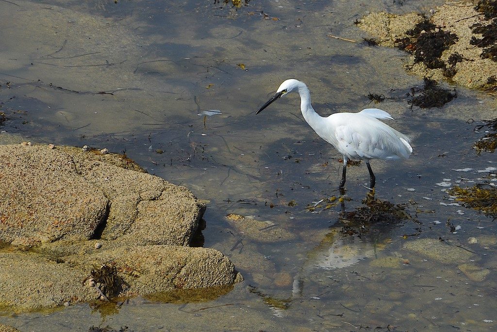 aigrette garzette
