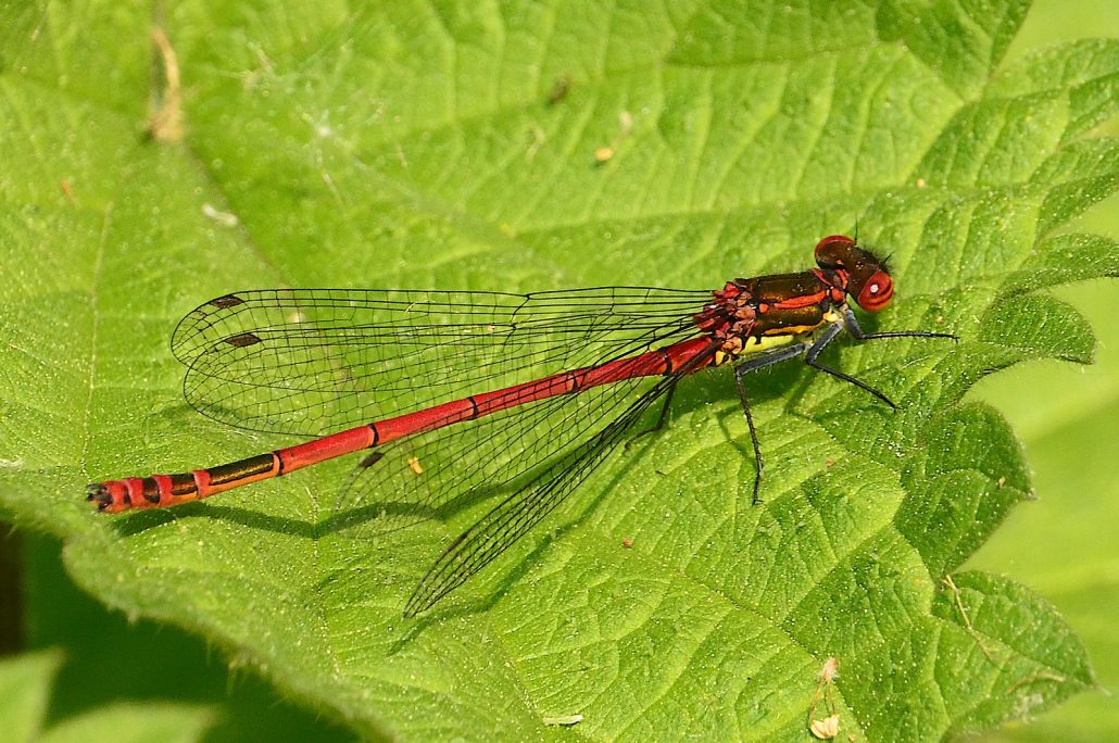 nymphe au corps de feu