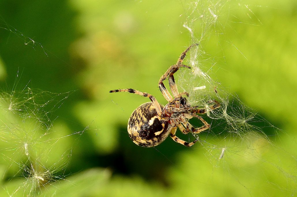 araignée