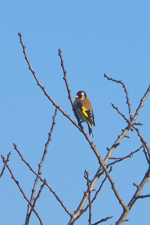 chardonneret élégant