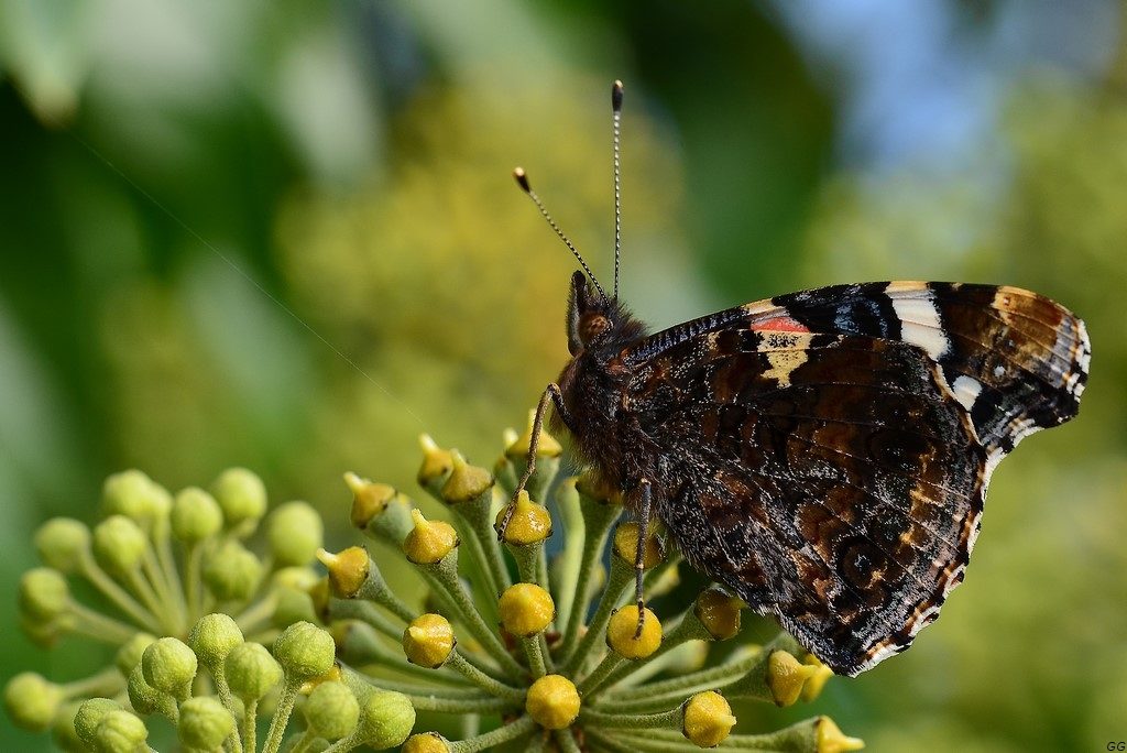 Roitelet huppé femelle