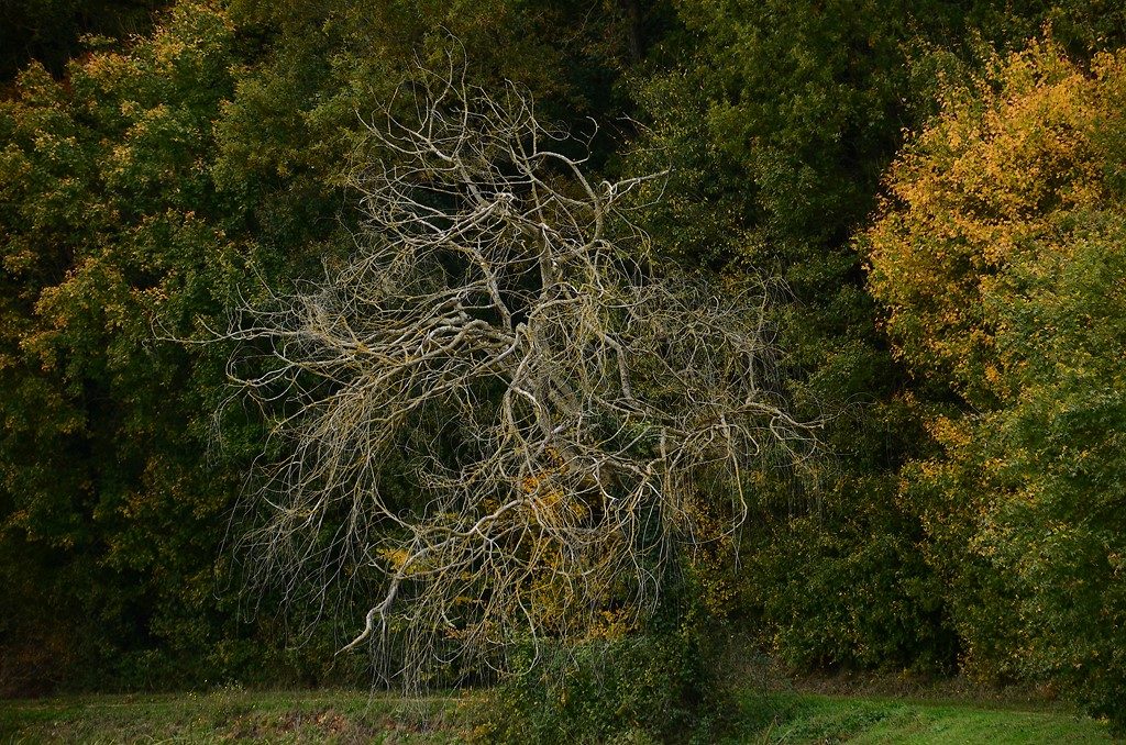 arbre mort