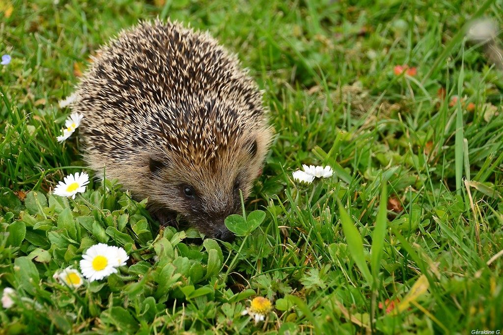Hérisson