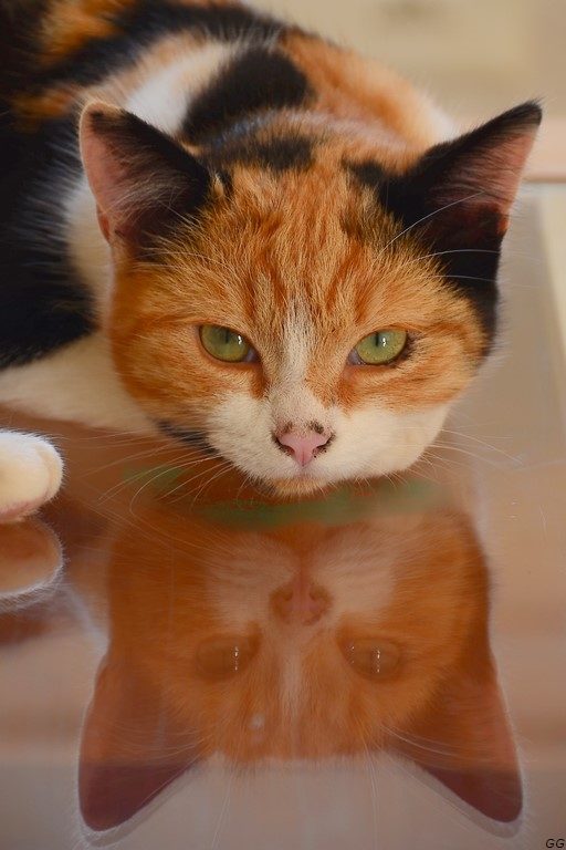 Boulette et son reflet