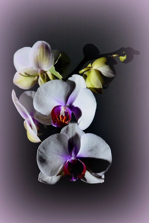 orchidée