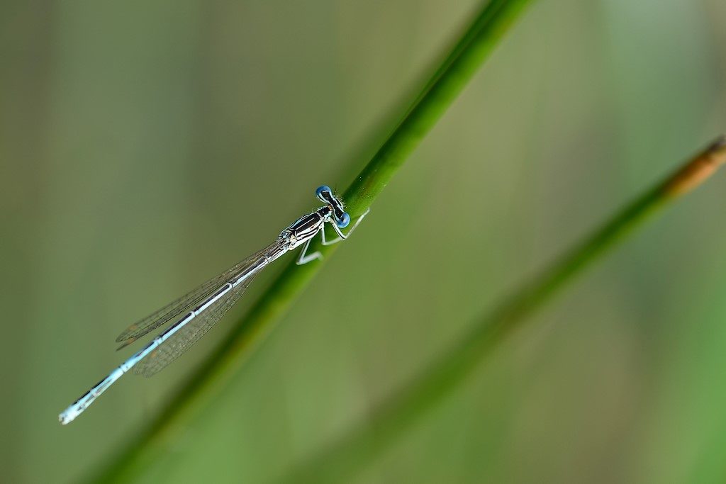 Agrion
