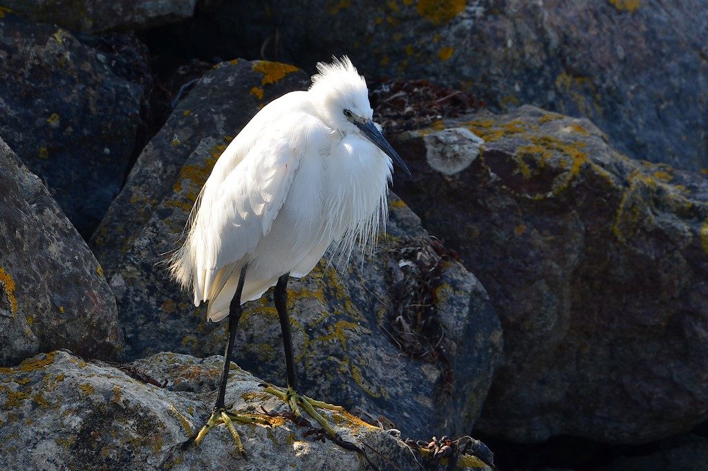 aigrette garzette