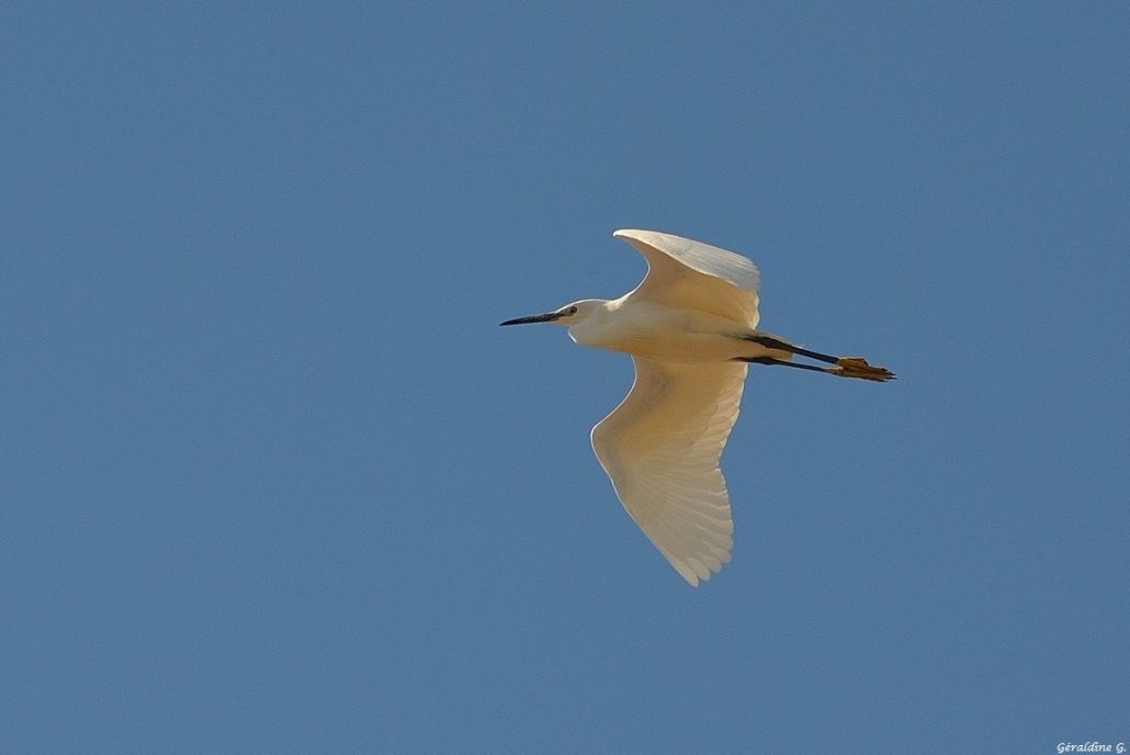 Aigrette garzette