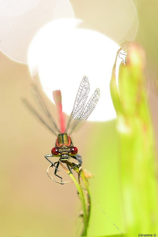 nymphe au cors de feu