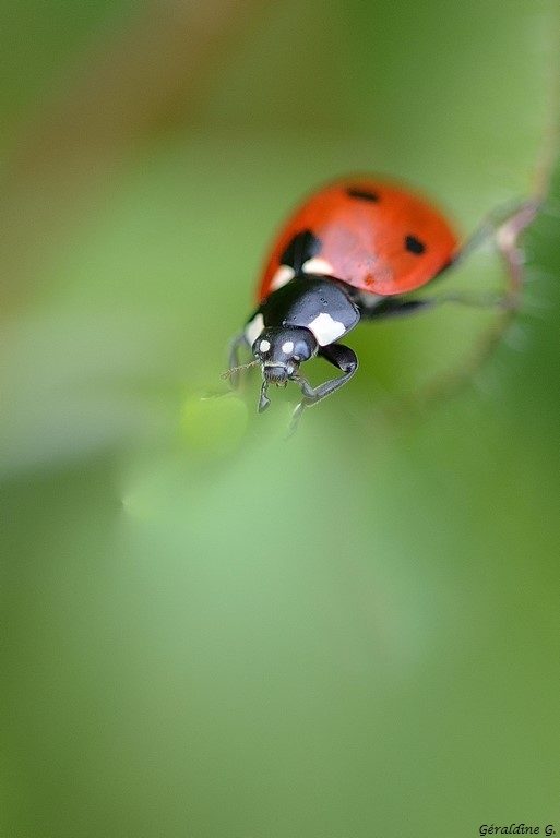 le retour des coccinelles !!
