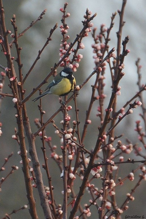 Mésange charbonnière