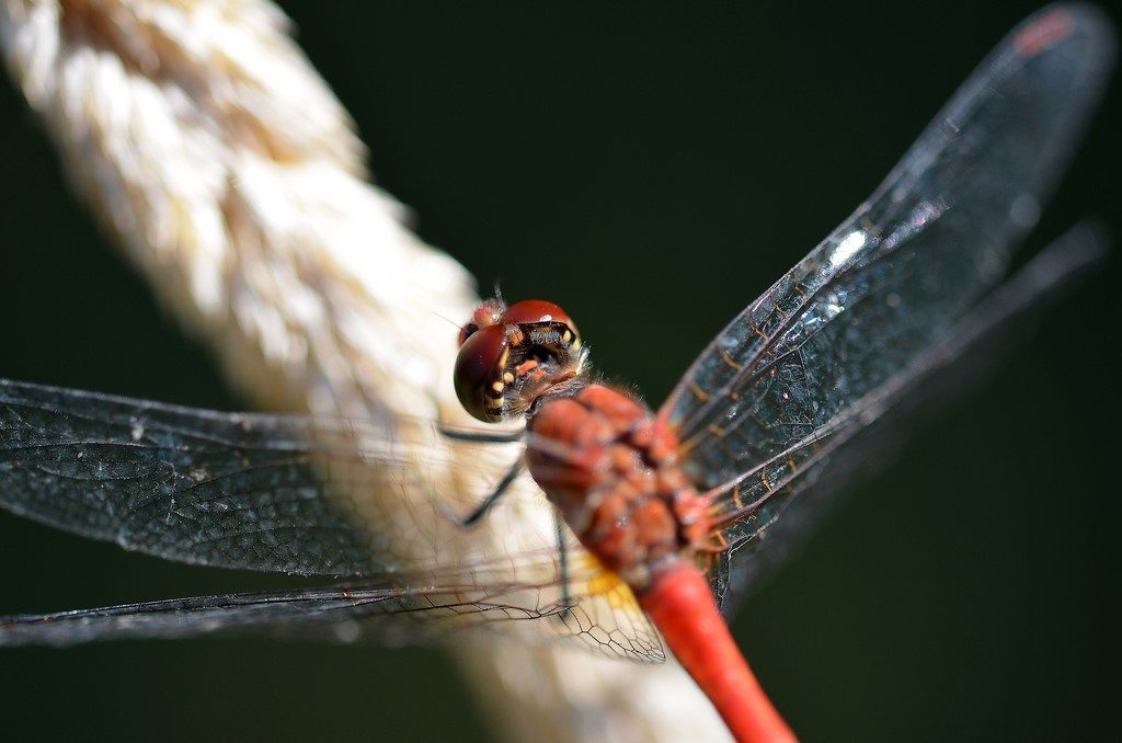 Sympetrum sanguin