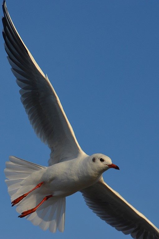 mouette