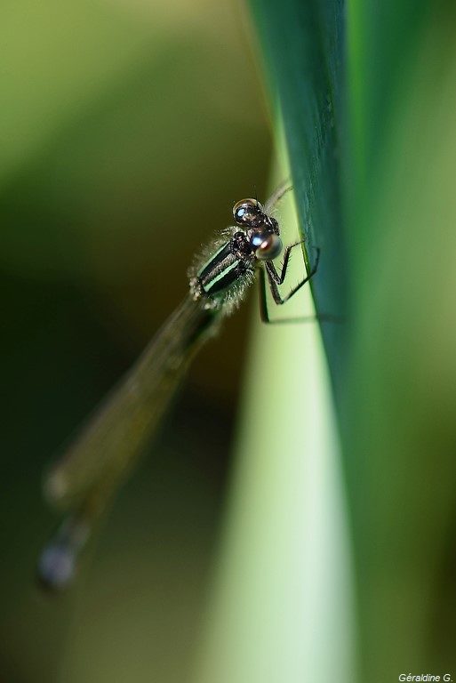 libellule