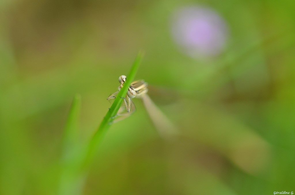 agrion