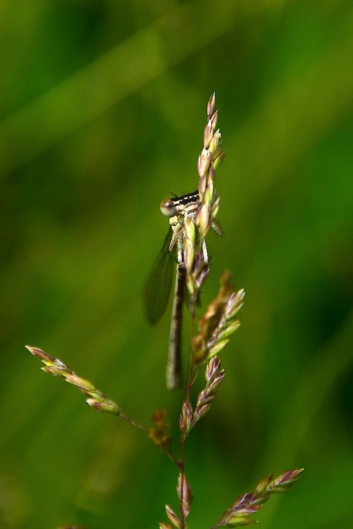 libellule
