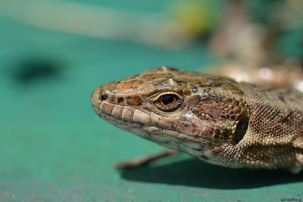 Lézard