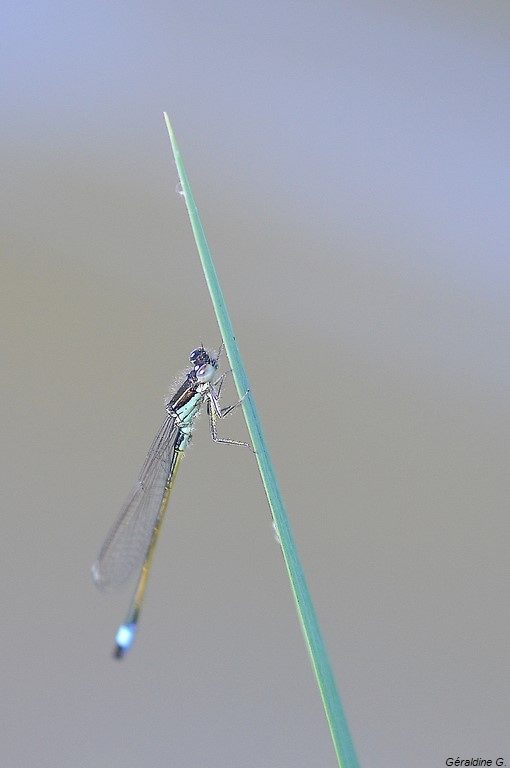 Agrion