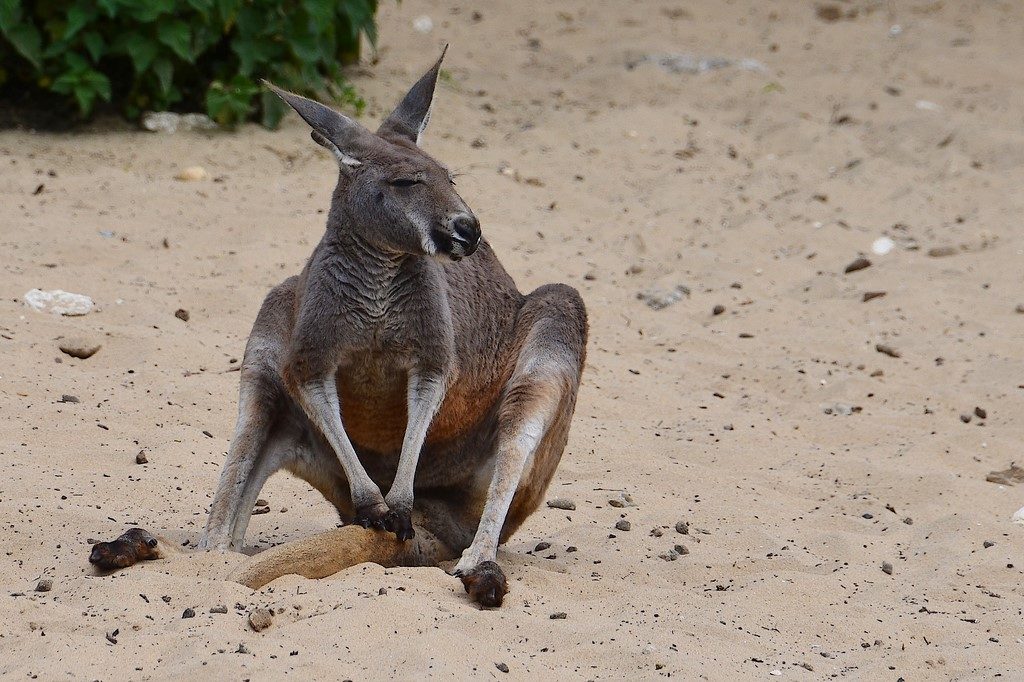 wallabi