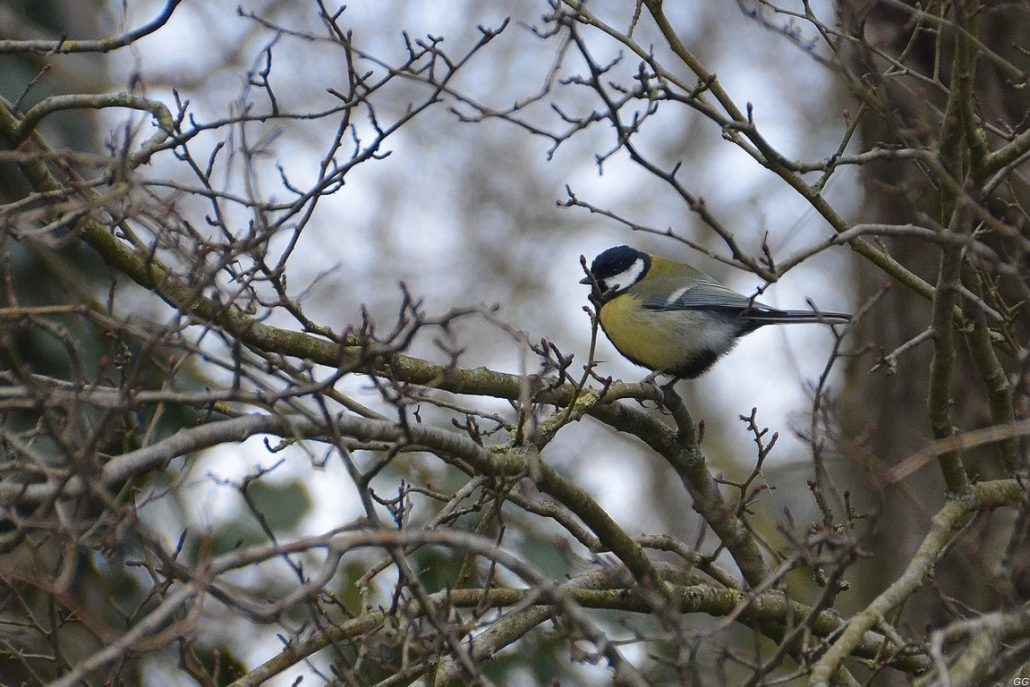 Mésange charbonnière