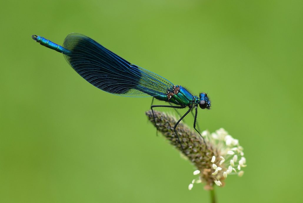 caloptérix éclatant