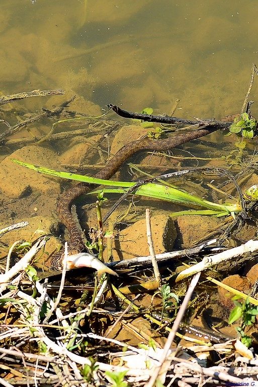 aspic entrain d’engloutir un gardon !!