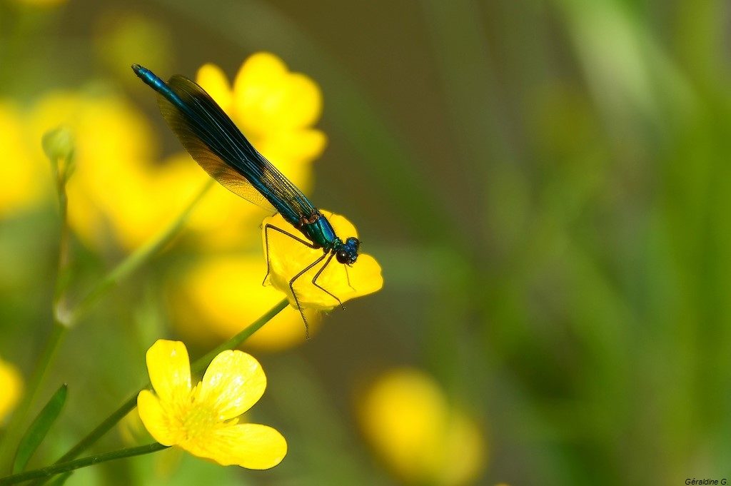 caloptérix éclatant