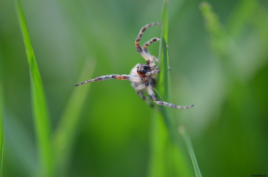 araignée