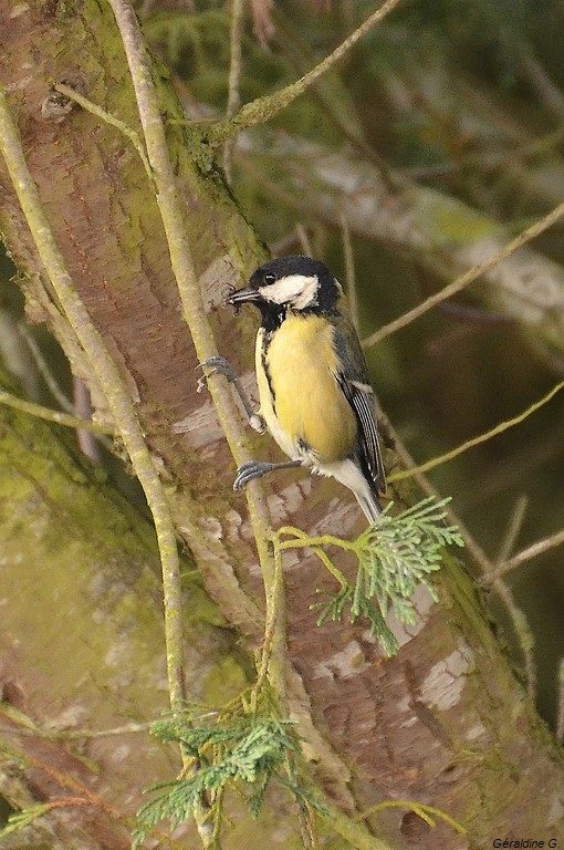 mésange charbonière