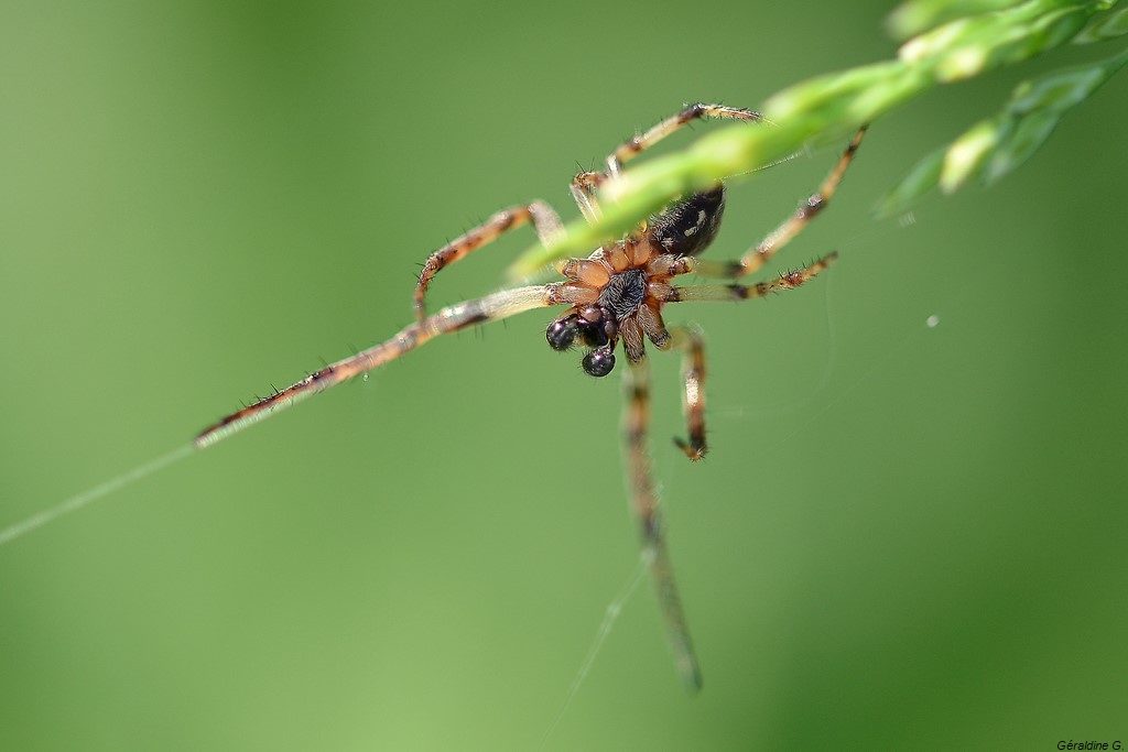 Araignée !!