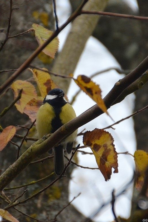 mésange charbonière