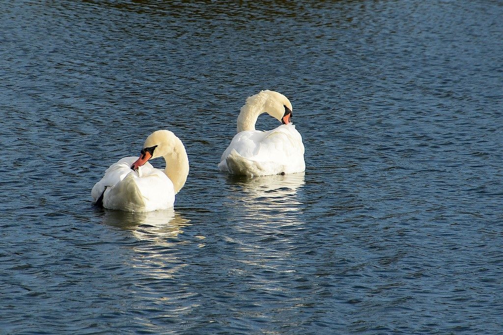 coucher de soleil à la campagne