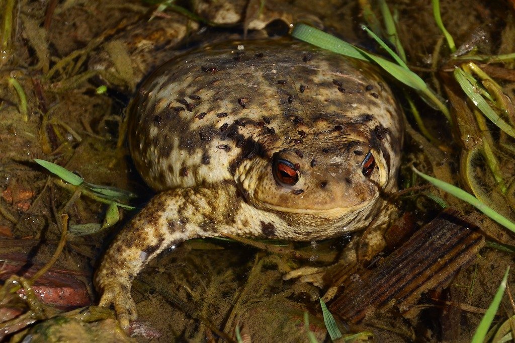 crapaud