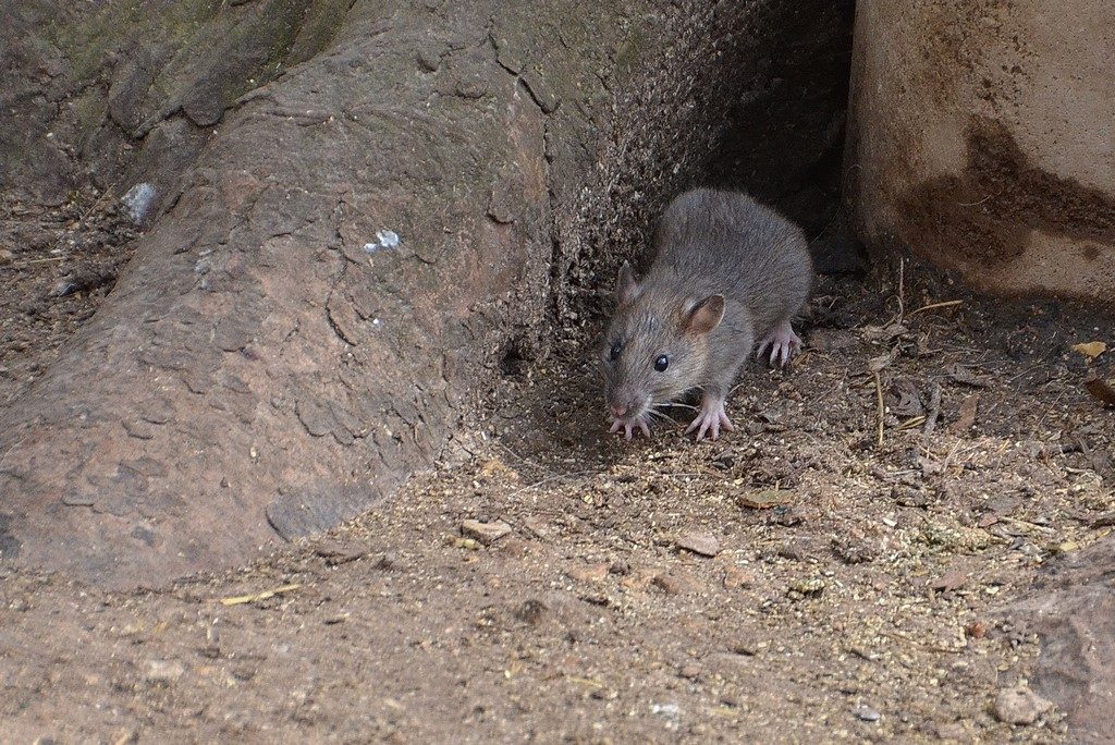 petit rat (raton)