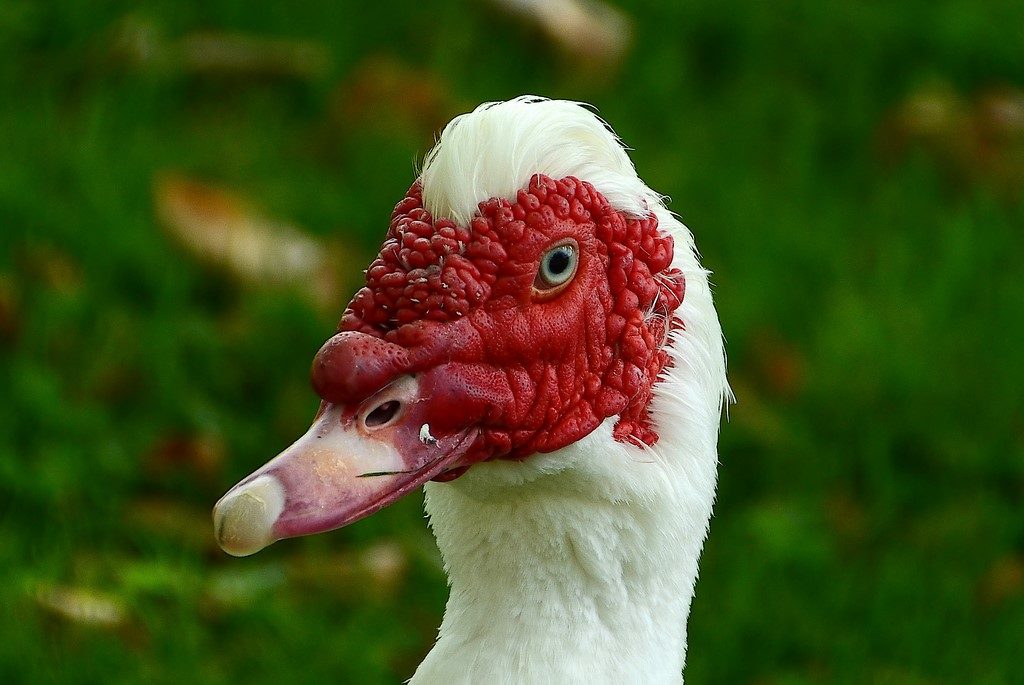 mésange à longue queue
