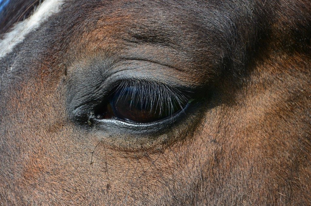 une autre façon de voir le cheval..