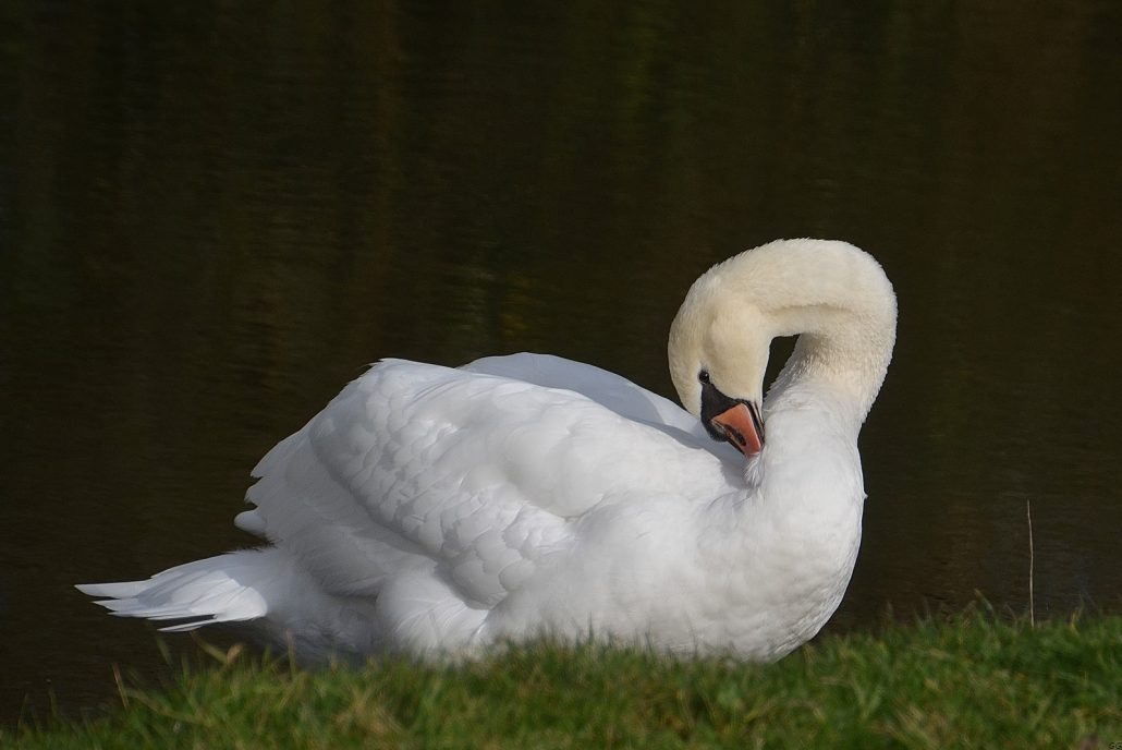 Cygne