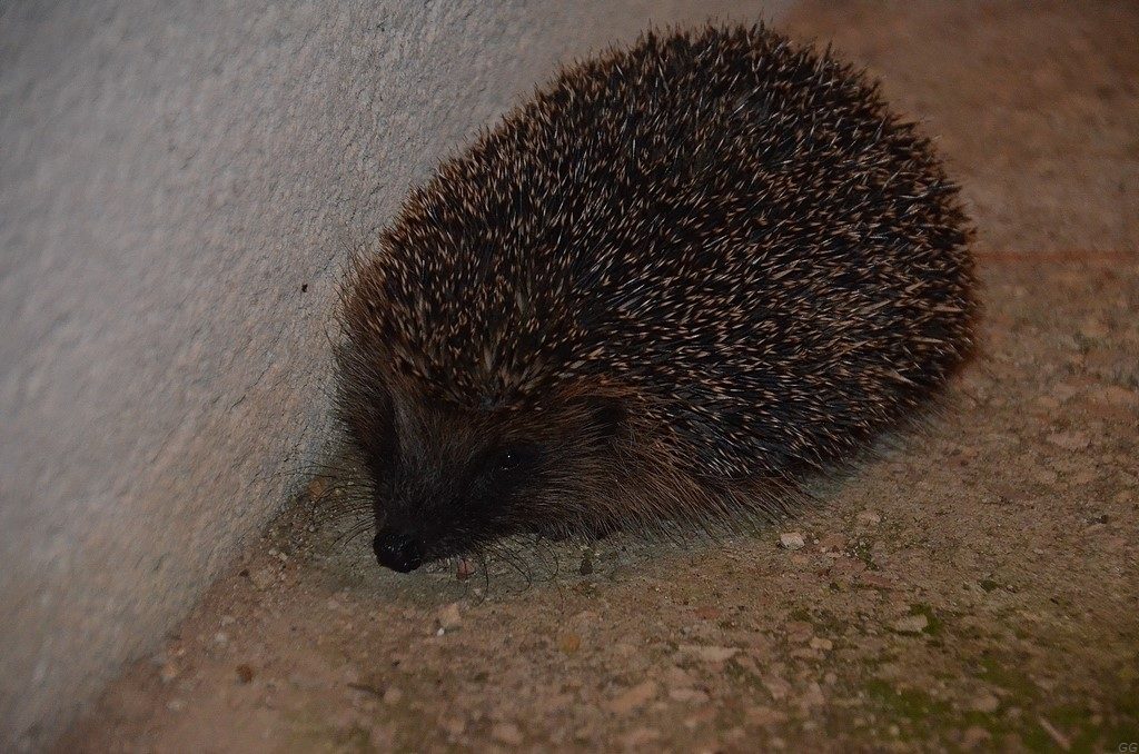 Hérisson