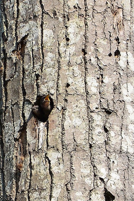 maman !! on a faim !!