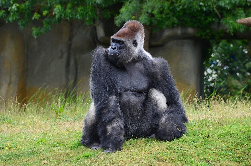 garre au gorille !!!