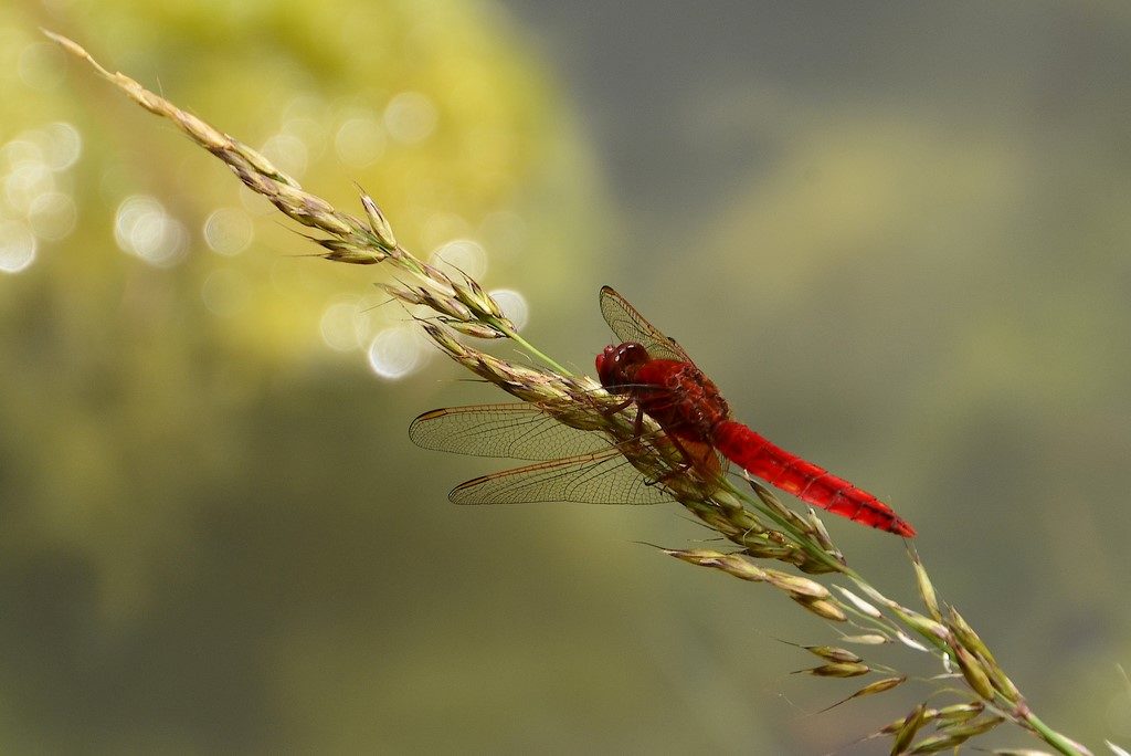 crocothémis écarlate