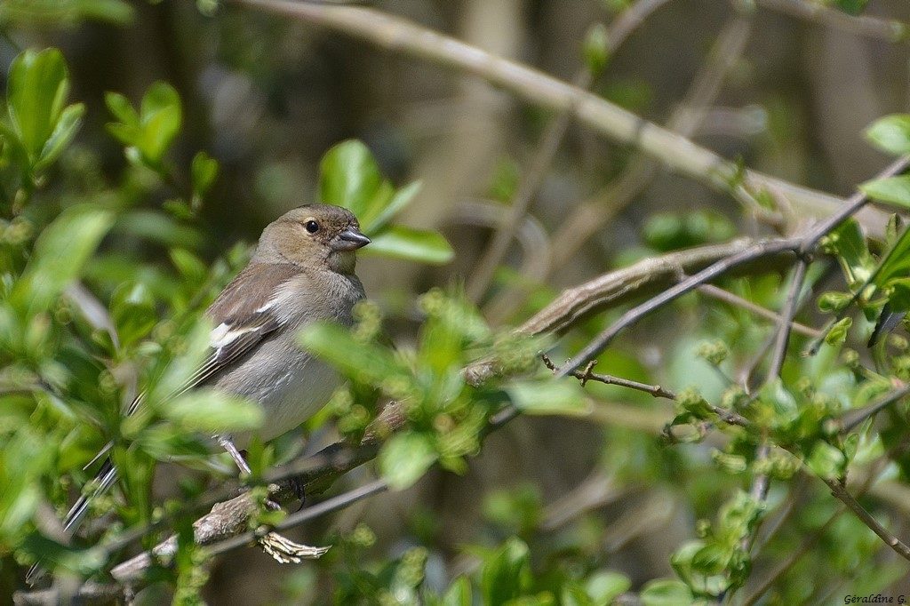 Pinson (femelle)