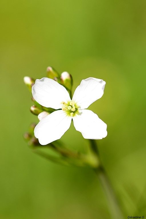 petite fleur des champs