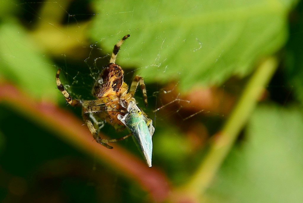 c’est l’heure du gôuter